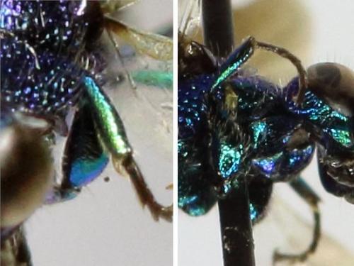 Pseudomalus auratus